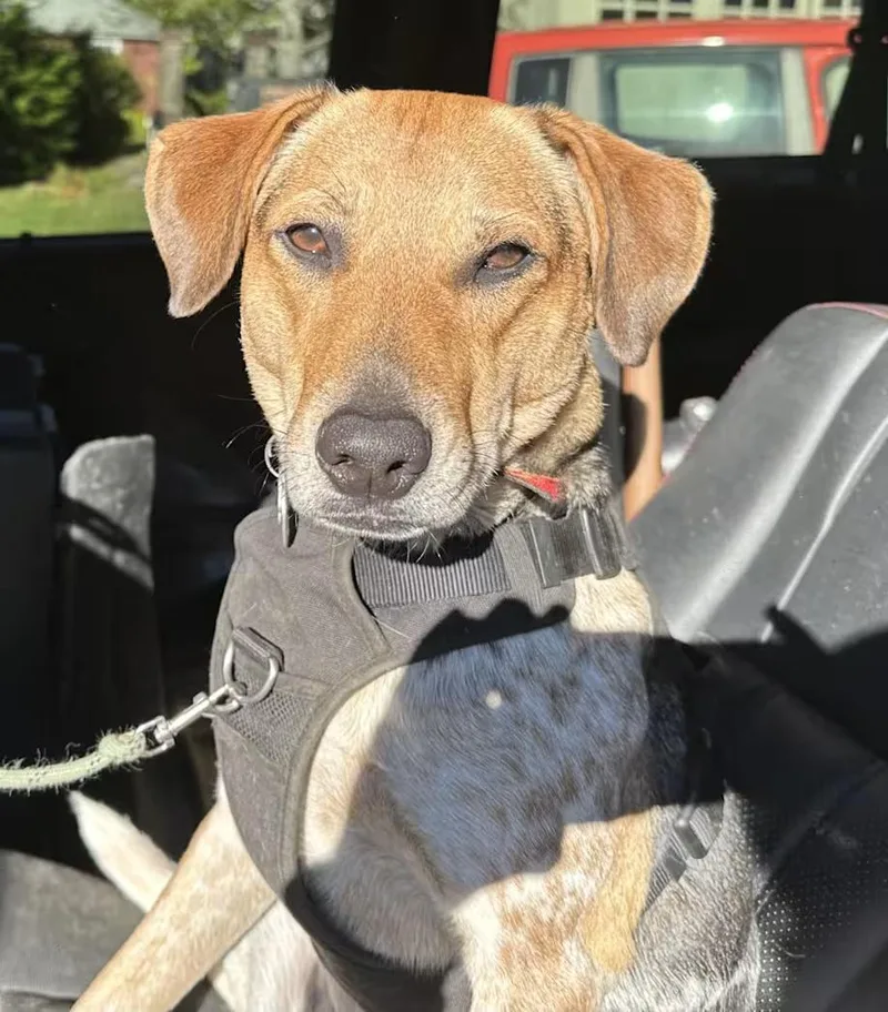 A young medium-sized male Tricolor (Brown, Black, & White) Australian Cattle Dog / Blue Heeler dog named Jasper for adoption in New York, NY