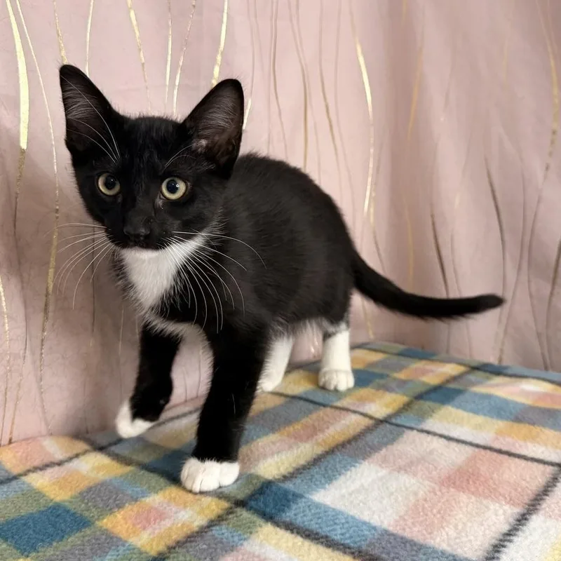 A baby medium-sized male Black & White / Tuxedo Tuxedo cat named Yamaha for adoption in Long Beach, MS