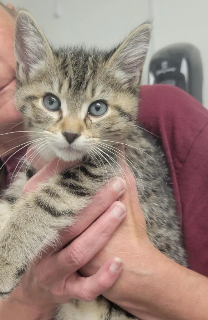 A baby small-sized male Domestic Short Hair cat named Scooter for adoption in New Kensington, PA