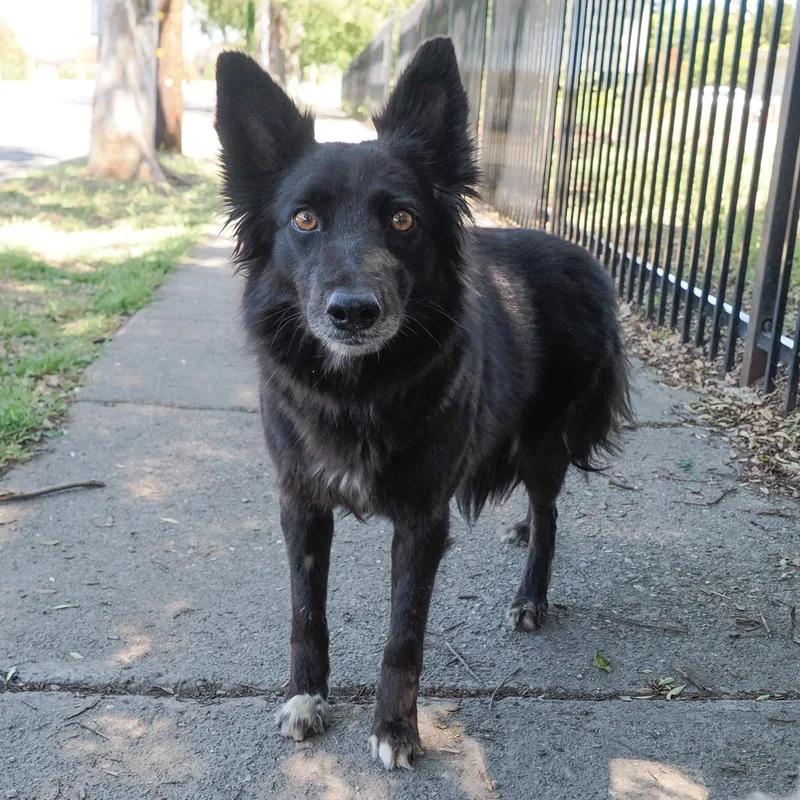 An adult medium-sized female Black Border Collie dog named Shakira for adoption in Point Richmond, CA