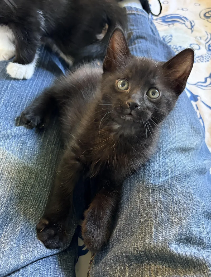 A baby small-sized male Black Domestic Short Hair cat named Langston for adoption in Turnersville, NJ