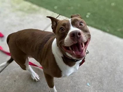 An adult medium-sized female American Bulldog dog named Charlie for adoption in Gainesville, FL