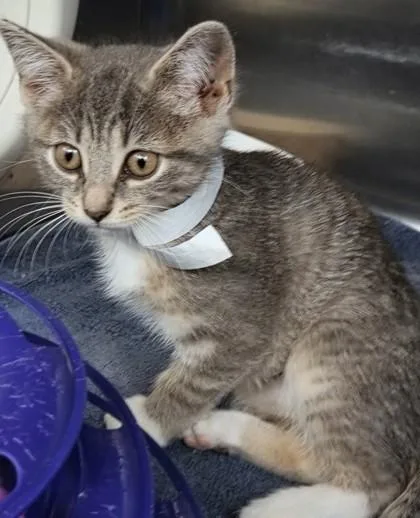 A baby small-sized female Domestic Short Hair cat named Moon Racer for adoption in Munster, IN