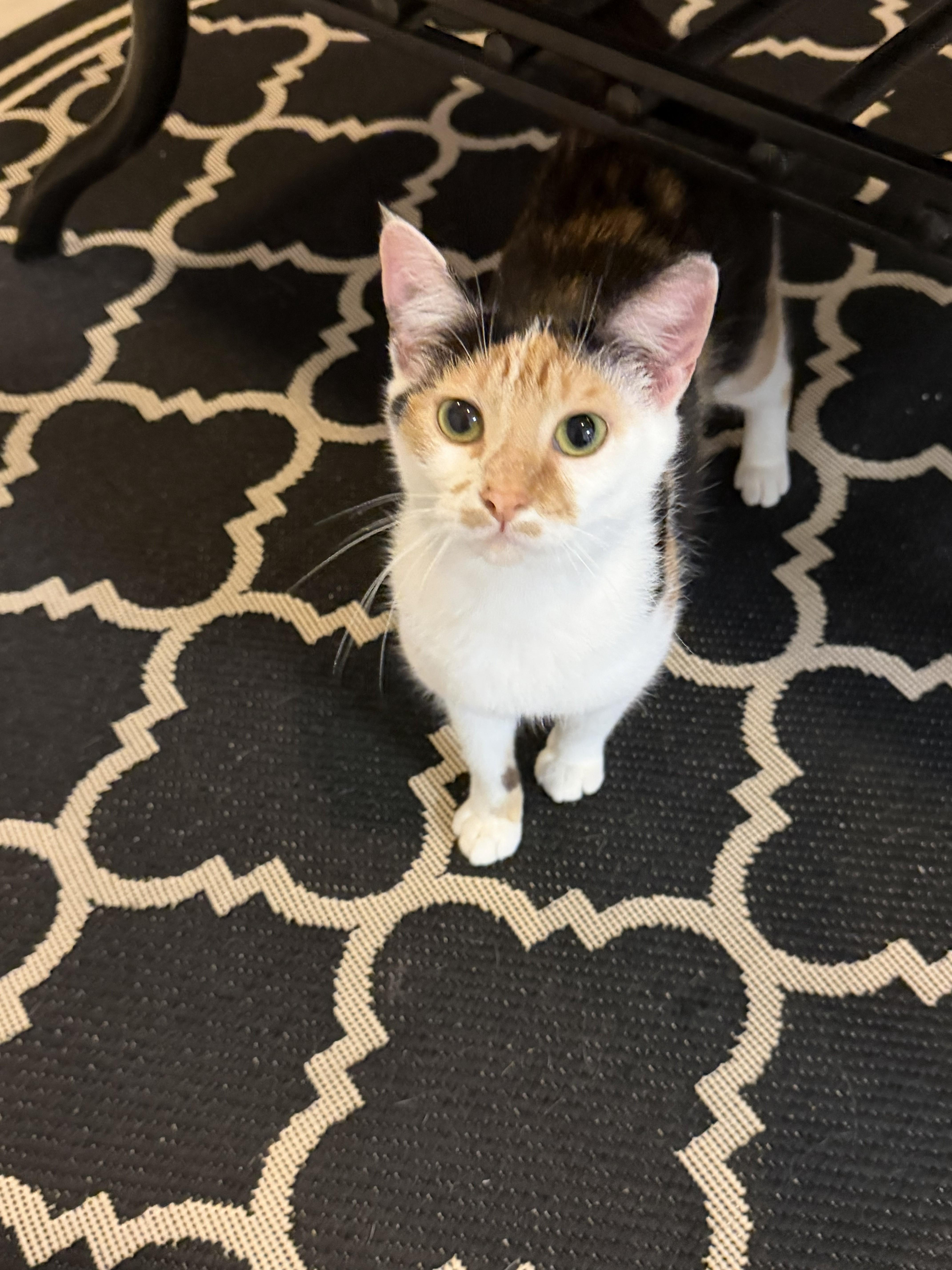 A young small-sized female Calico Domestic Short Hair cat named Buttons&sunshine for adoption in Aylett, VA