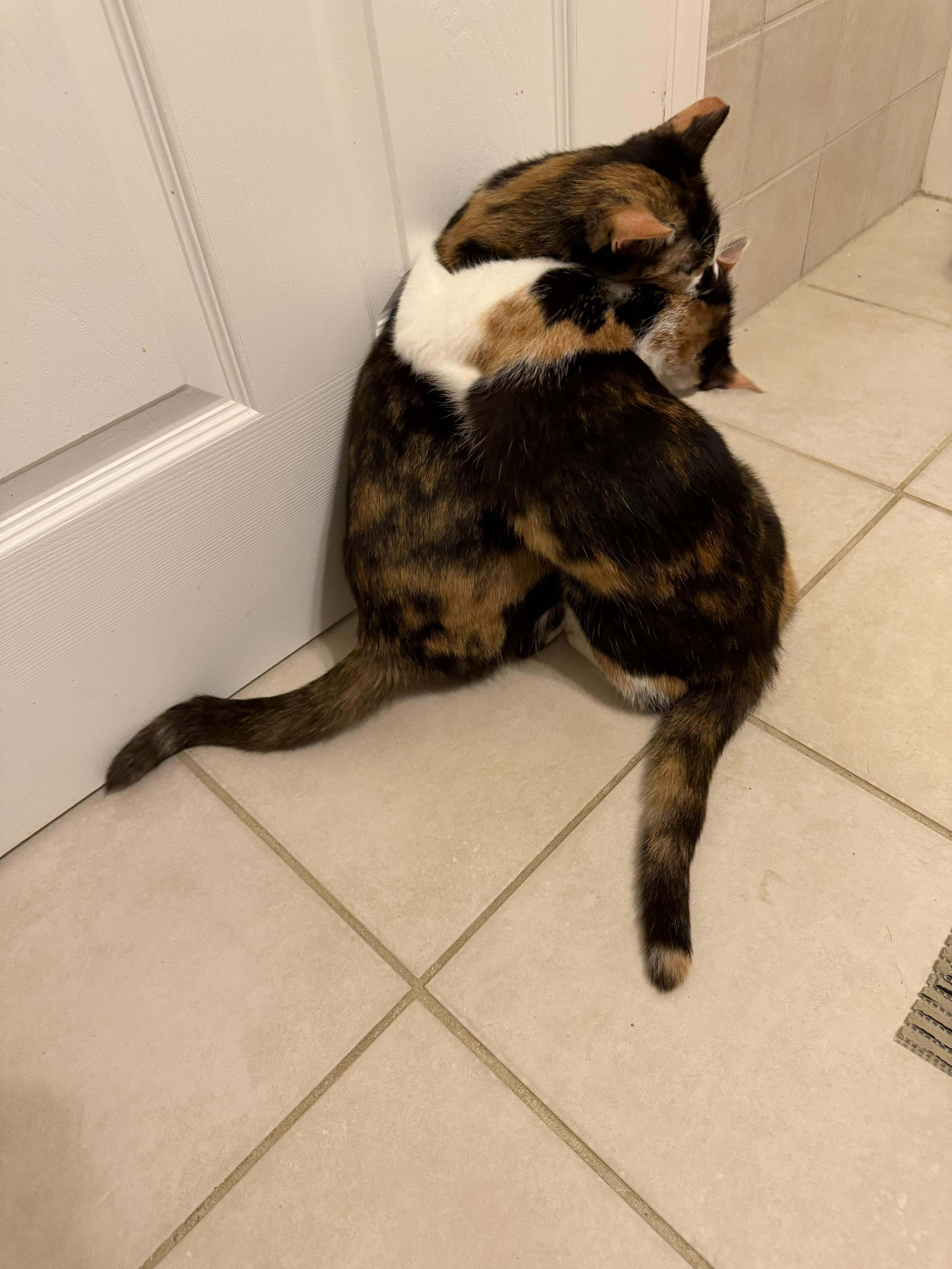 Buttons&sunshine thumbnail 4