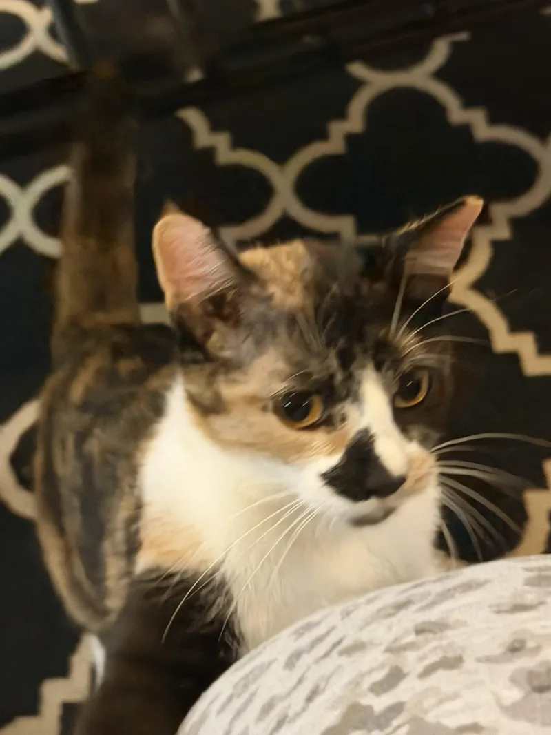 Buttons&sunshine thumbnail 5