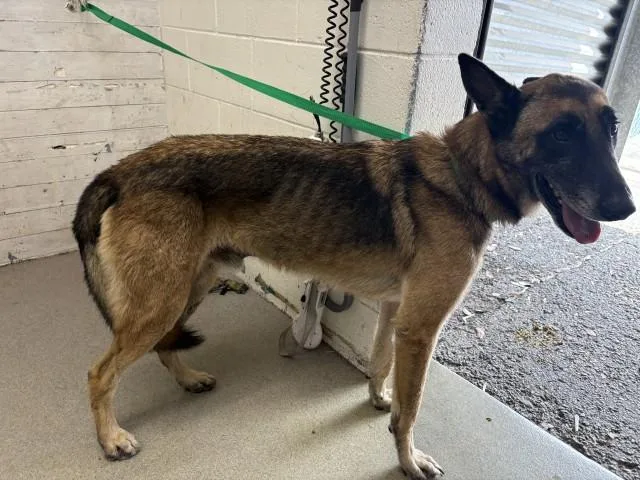 An adult large-sized male Belgian Shepherd / Malinois dog named Maverick for adoption in San Bernardino, CA