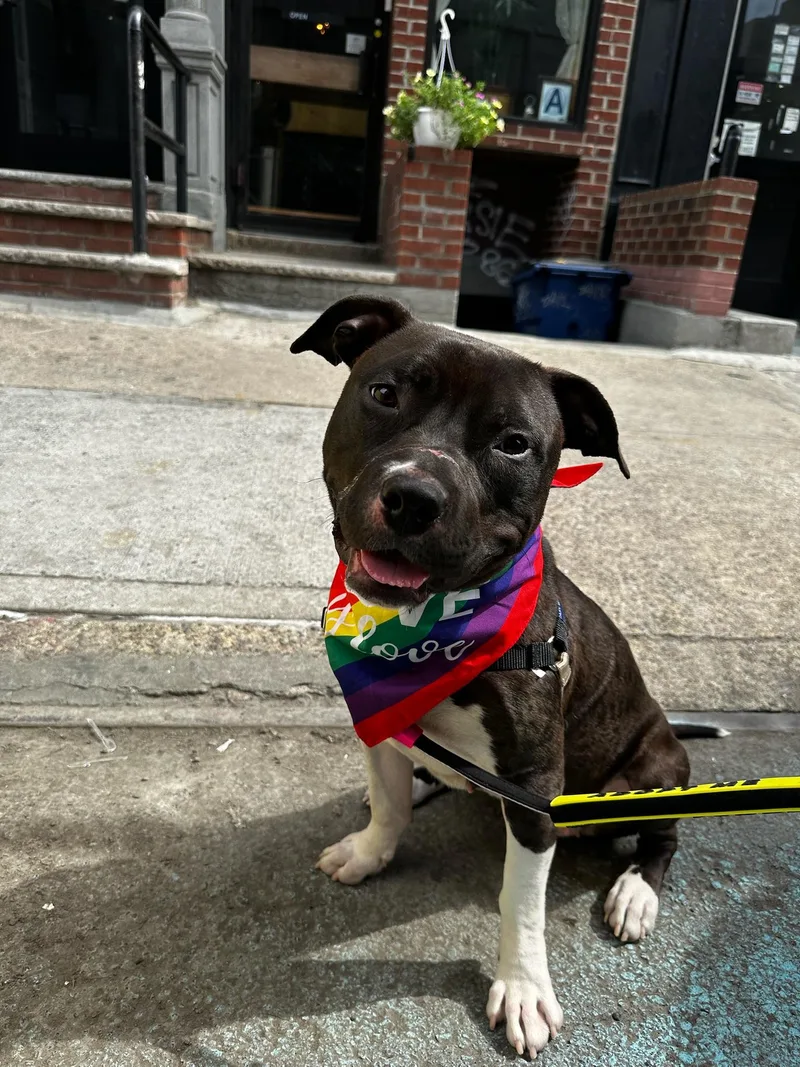 A young medium-sized female Black Mixed Breed dog named Ruby for adoption in Vassalboro, ME