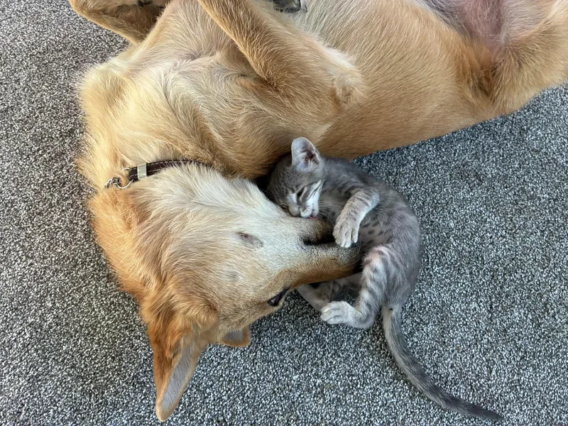 A baby medium-sized female Tabby (Gray / Blue / Silver) Domestic Short Hair cat named Sorghum for adoption in Davis, CA