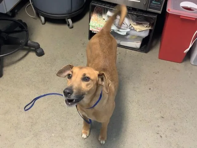 An adult medium-sized female Red / Chestnut / Orange Shepherd dog named Tracy  Urgent  for adoption in Thousand Oaks, CA