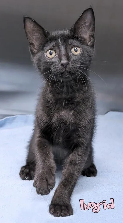A baby small-sized female Domestic Short Hair cat named Ingrid for adoption in Mason, MI