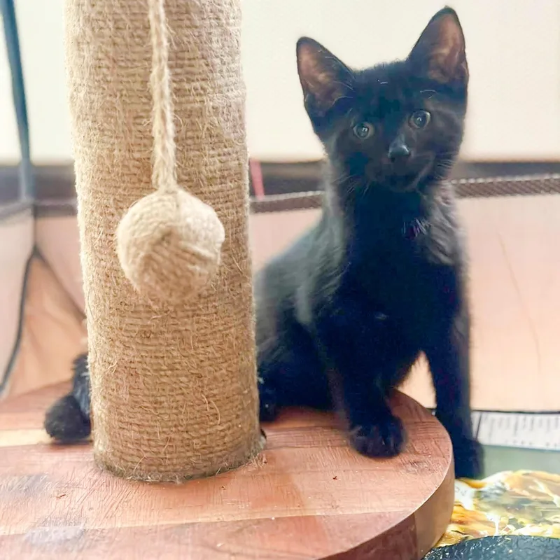 A baby medium-sized female Bombay cat named Dolly for adoption in Newark, NJ