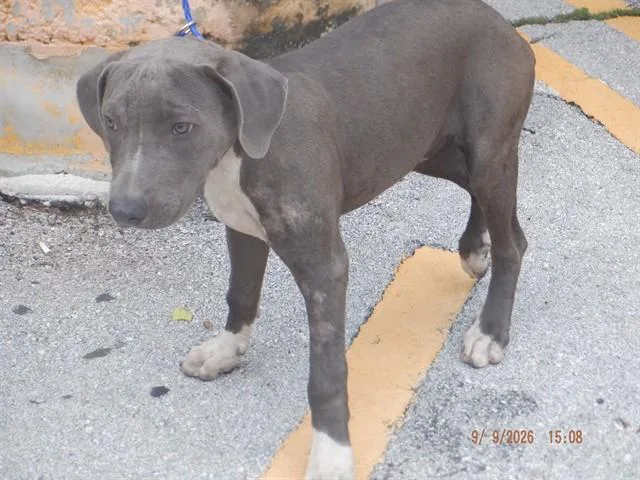A baby medium-sized male American Bulldog dog named Aldo for adoption in Miami, FL