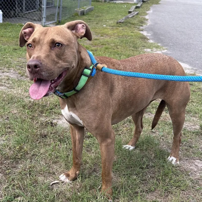 An adult medium-sized female Yellow / Tan / Blond / Fawn Pit Bull Terrier dog named Brandy for adoption in Newport, NC