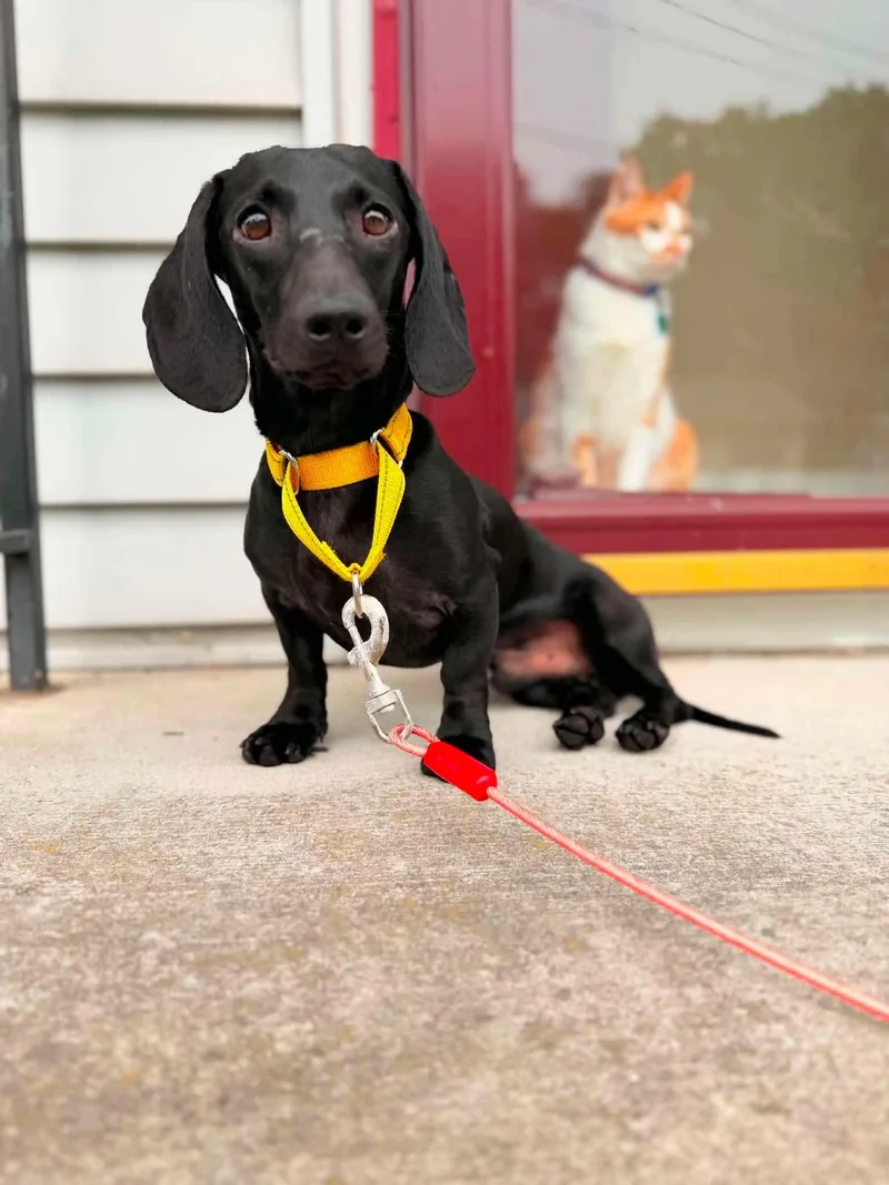 A young small-sized male Black Dachshund dog named Domino for adoption in Clay, NY