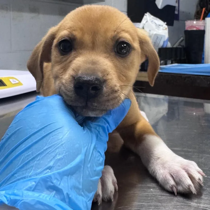 A baby small-sized male Yellow / Tan / Blond / Fawn Mixed Breed dog named Jimmie for adoption in Summerville, SC