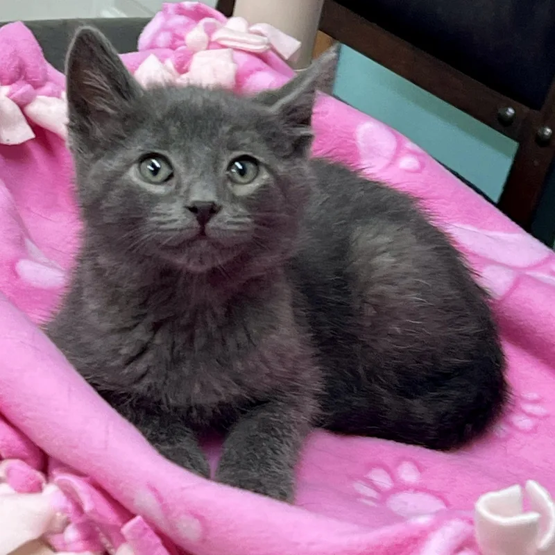 A baby medium-sized male Gray / Blue / Silver Domestic Short Hair cat named Oliver for adoption in Jamestown, ND