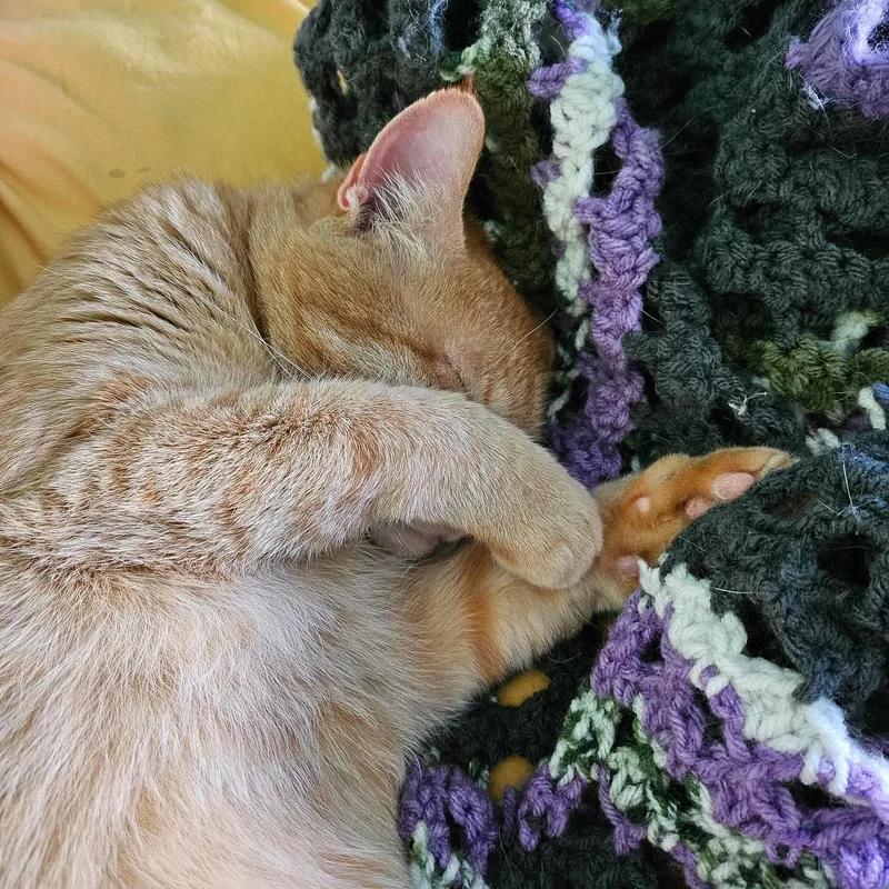 Colby Jack thumbnail 2