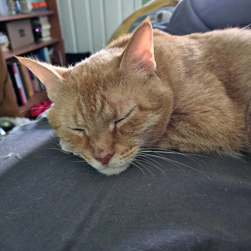 Colby Jack thumbnail 3