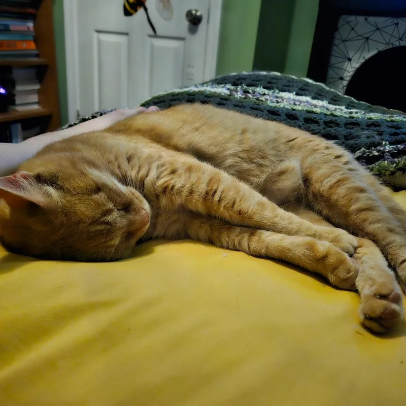 Colby Jack thumbnail 4