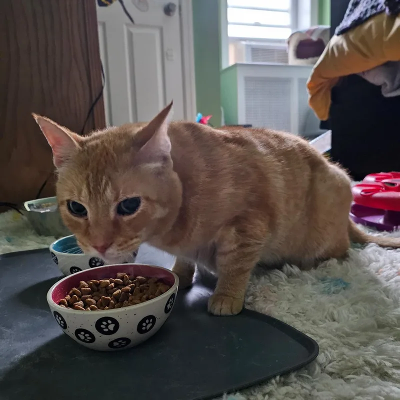 Colby Jack thumbnail 5