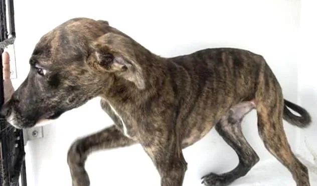 A baby medium-sized male Plott Hound dog named Scarface for adoption in Houston, TX