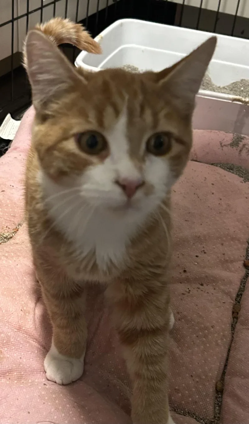A young medium-sized male Domestic Short Hair cat named Teddy for adoption in Heyburn, ID