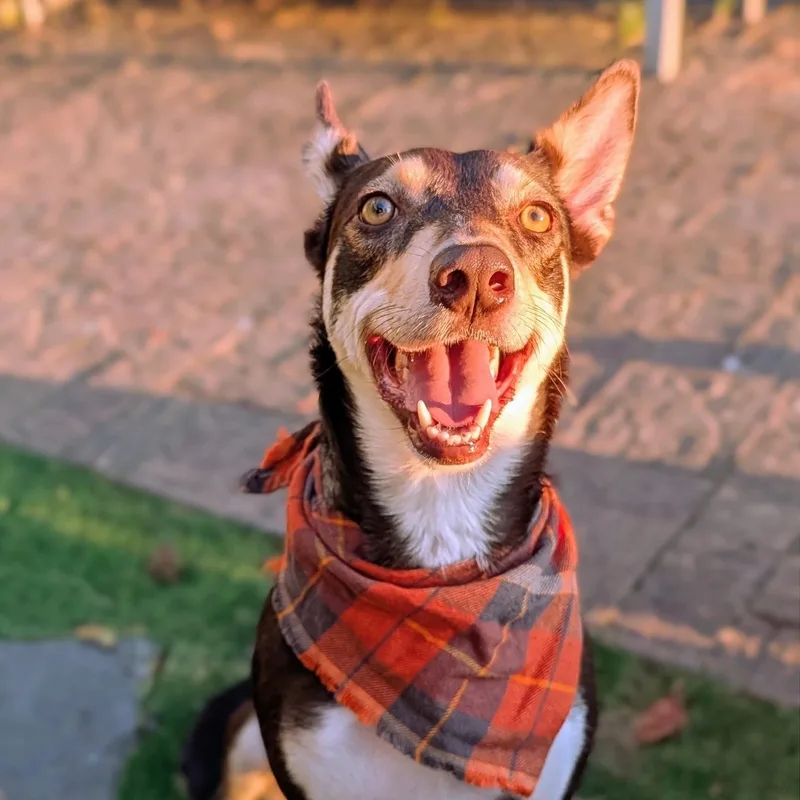 A young medium-sized female Australian Kelpie dog named Cassie for adoption in Caldwell, TX