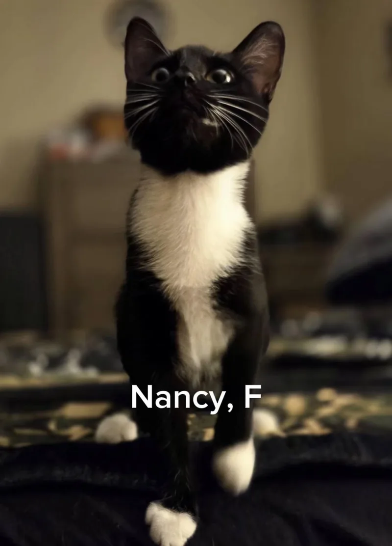 A young small-sized female Tuxedo cat named Nancy for adoption in Shrewsbury, MA