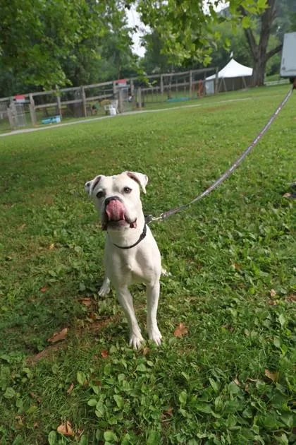 An adult medium-sized male Mixed Breed dog named Blanko for adoption in West Chester, PA