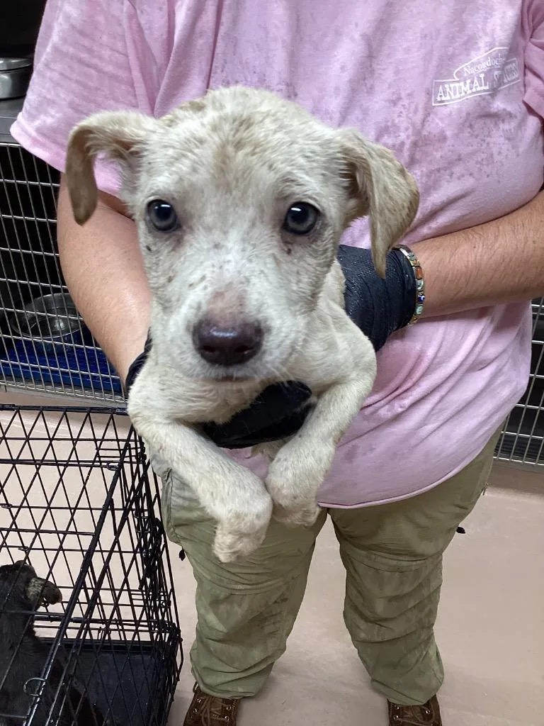 A baby medium-sized female Affenpinscher dog named Pikachu for adoption in Nacogdoches, TX