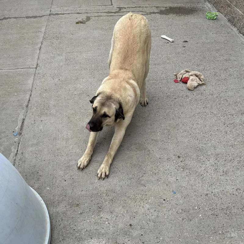 An adult extra large-sized female Anatolian Shepherd dog named Bea for adoption in Tacoma, WA