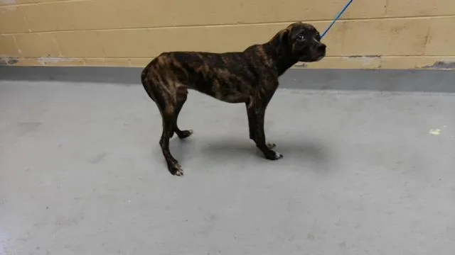 A young large-sized male Pit Bull Terrier dog named Host for adoption in Tulsa, OK