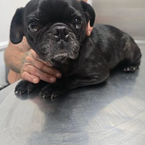 A young small-sized female Black Pug dog named Willow Grace for adoption in Seattle, WA