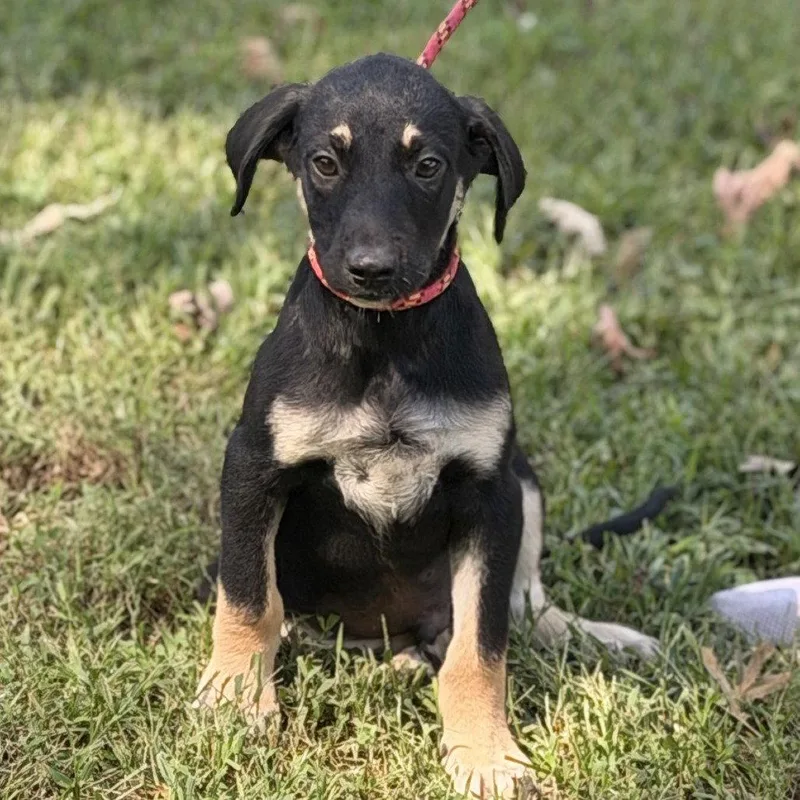 A baby small-sized male Shepherd dog named Cheddar Bob for adoption in Locust Fork, AL