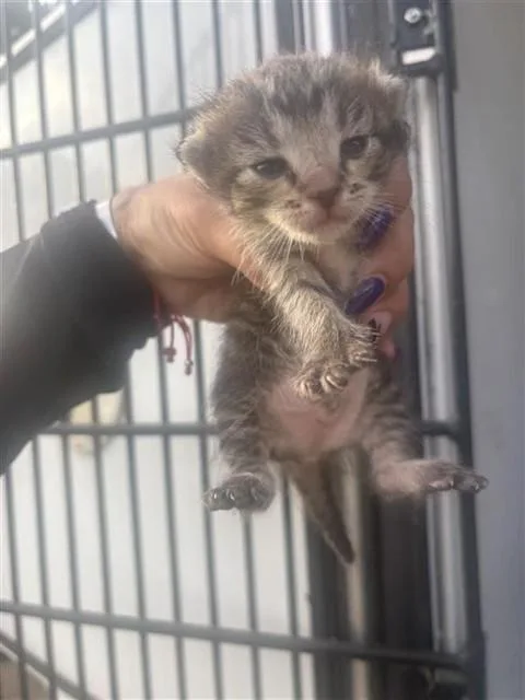 A baby small-sized male Domestic Short Hair cat named Grumbles for adoption in Houston, TX