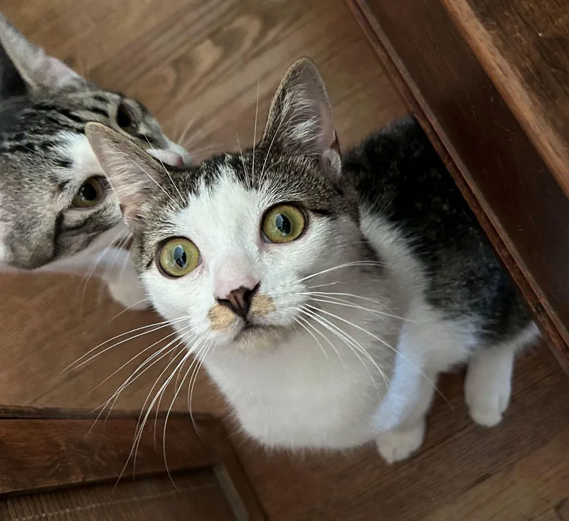 A baby medium-sized male Tabby (Brown / Chocolate) Domestic Short Hair cat named Minko for adoption in Beltsville, MD
