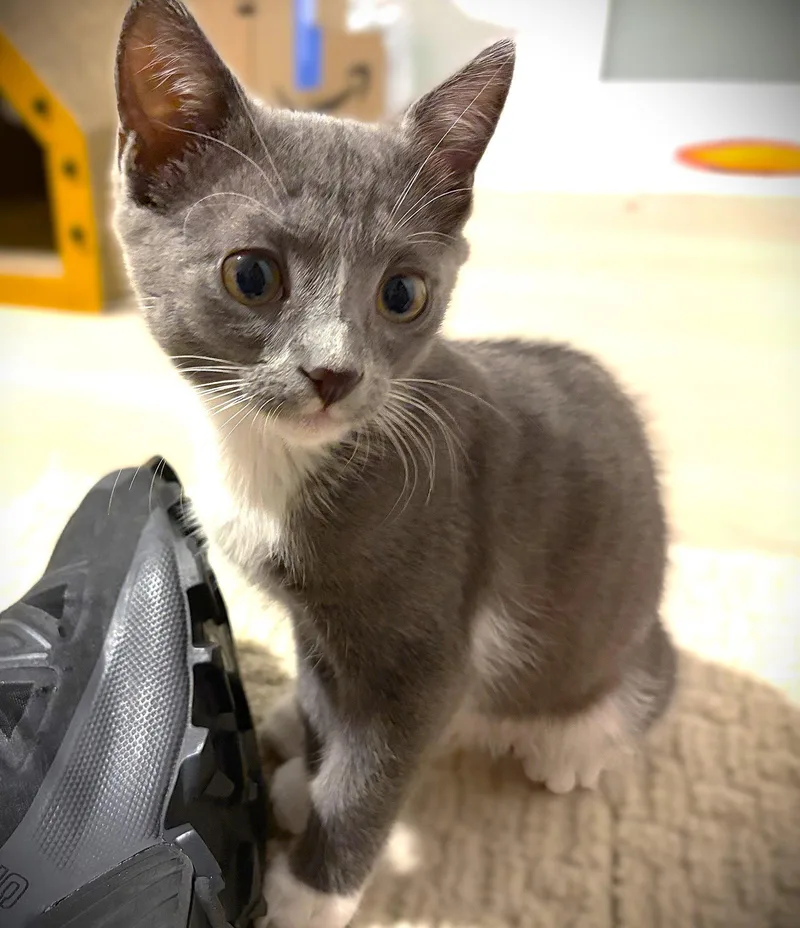 A baby medium-sized female Gray & White Domestic Short Hair cat named Lemieux for adoption in Fort Myers, FL