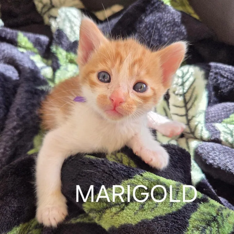 A baby small-sized female Orange / Red Domestic Short Hair cat named Marigold for adoption in Long Beach, CA