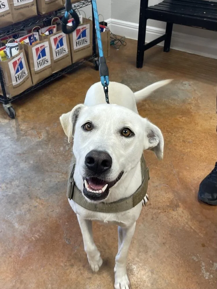 An adult medium-sized female White / Cream Labrador Retriever dog named Millies for adoption in Bolivar, MO