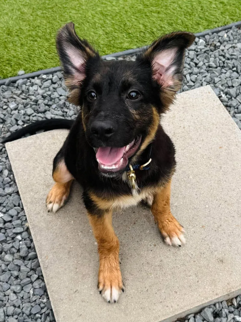 A young large-sized male Black German Shepherd Dog dog named Wolfie  The Wonder for adoption in Sugar Land, TX