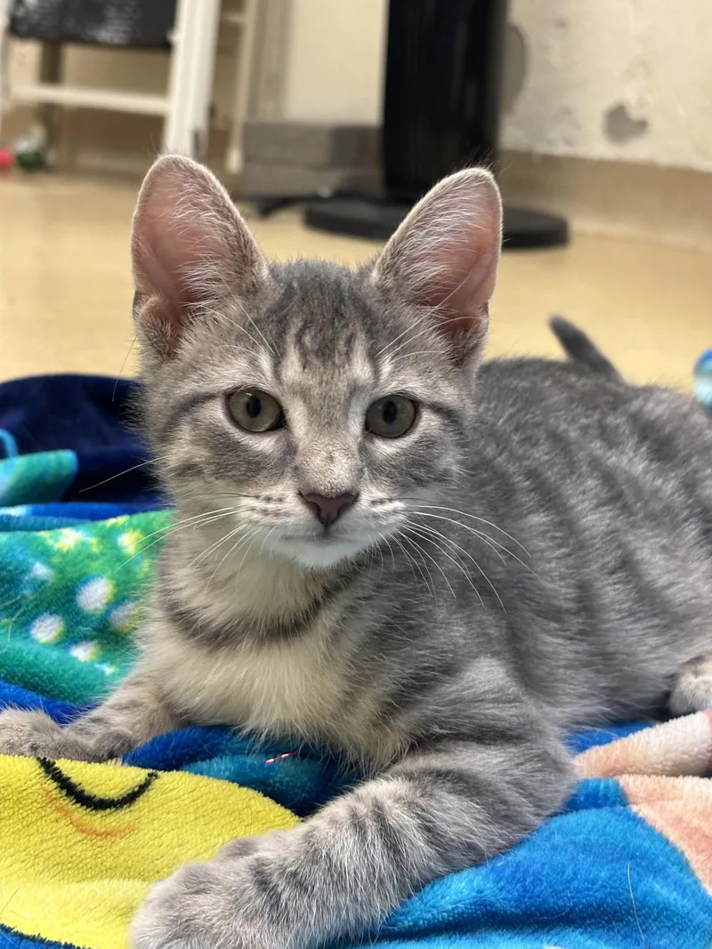 A baby medium-sized male Gray / Blue / Silver Domestic Short Hair cat named Randy for adoption in Brick, NJ