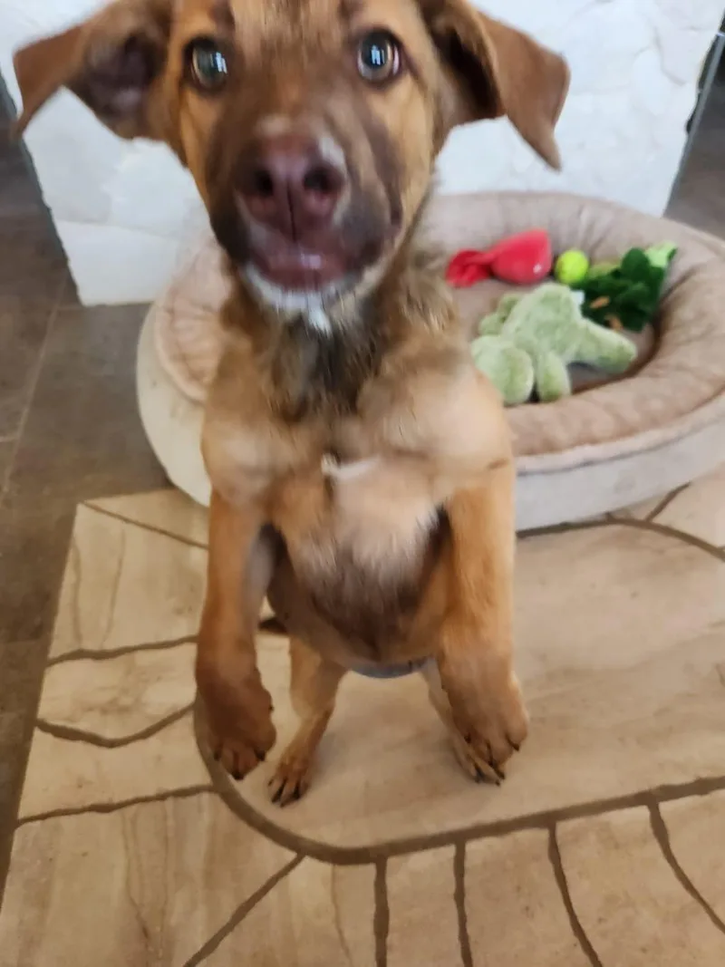 A baby medium-sized male Labrador Retriever dog named Brownie for adoption in Lake Forest, CA