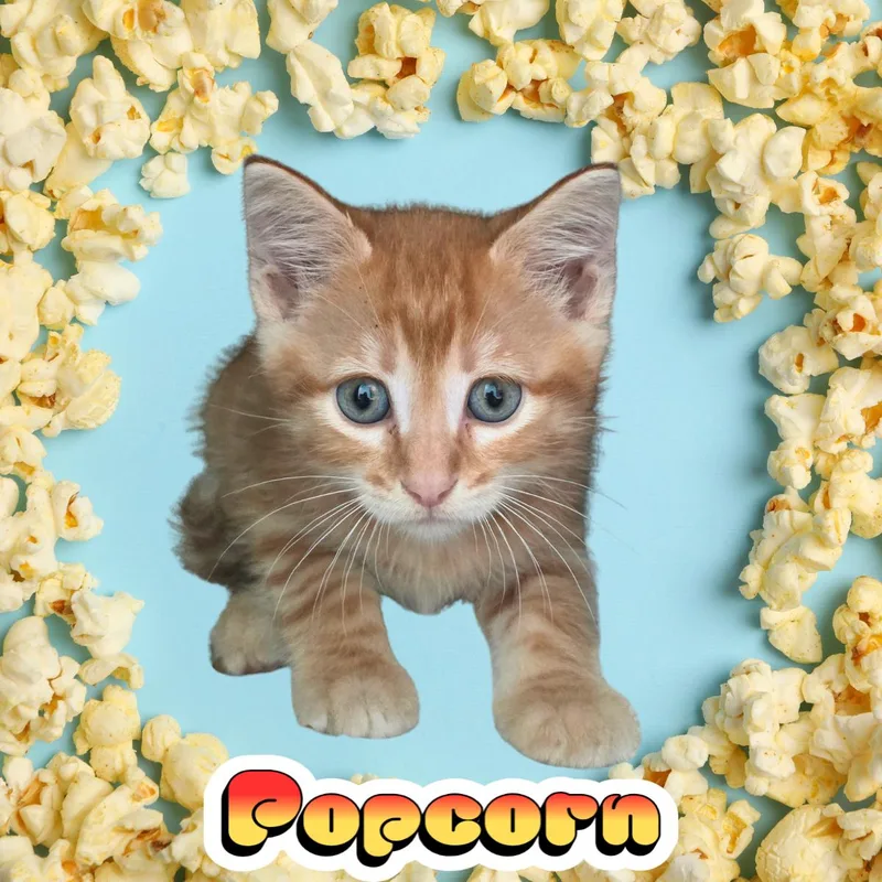 A young medium-sized male Orange & White Domestic Short Hair cat named Popcorn for adoption in South Padre Island, TX