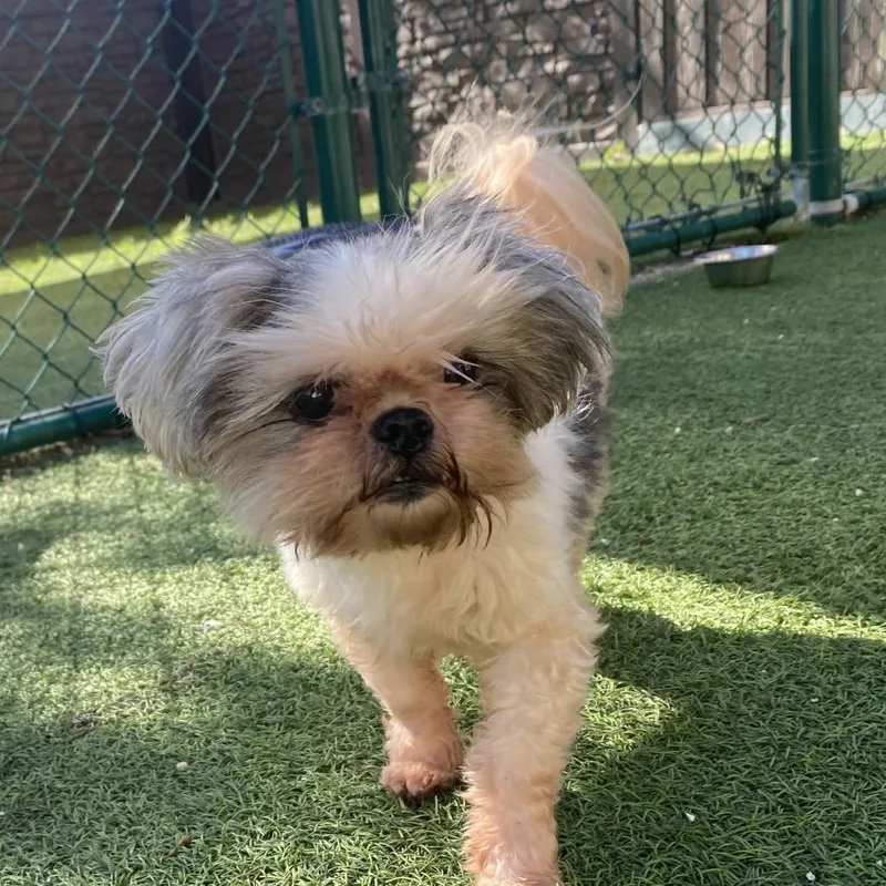 A senior small-sized female White / Cream Shih Tzu dog named Cookie for adoption in LOXAHATCHEE, FL