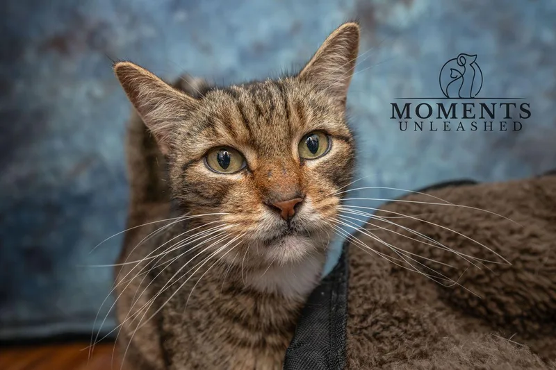 A senior medium-sized male Tabby (Brown / Chocolate) Domestic Short Hair cat named Brownie for adoption in Myakka City, FL