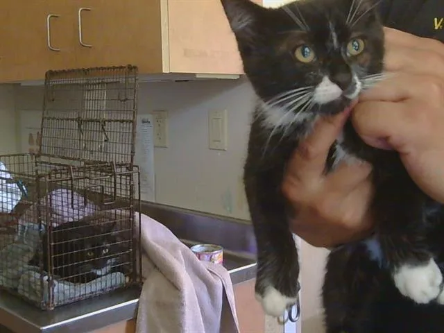 A baby small-sized male Domestic Short Hair cat named Scooter for adoption in Sacramento, CA