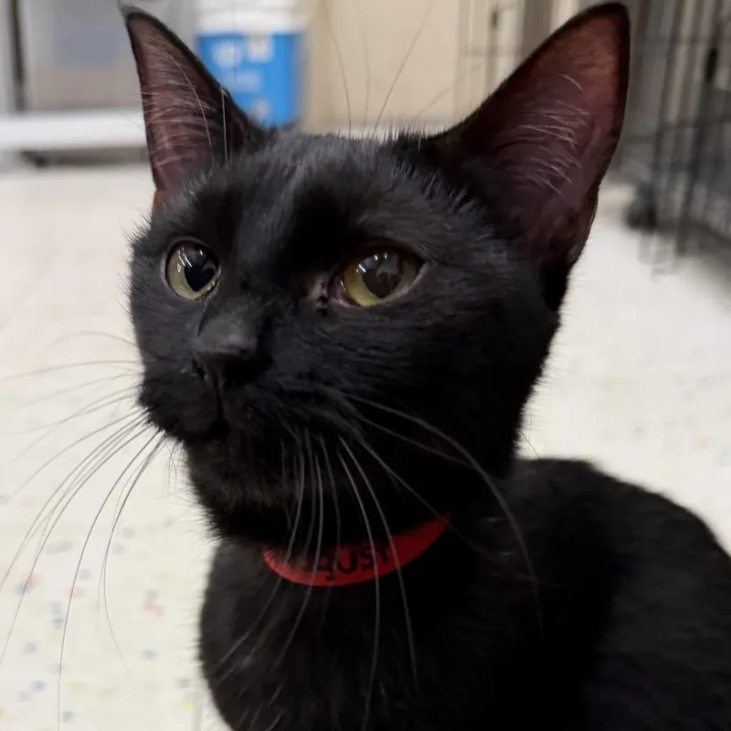 A young medium-sized female Black Domestic Short Hair cat named August for adoption in Hamburg, NY
