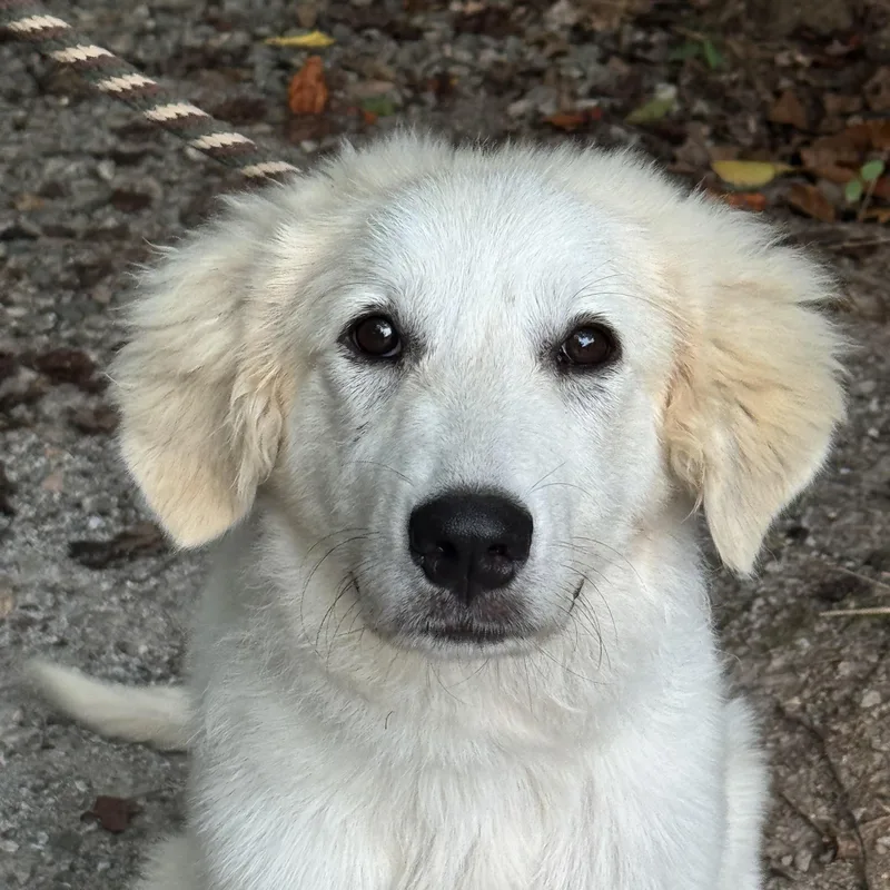 A young large-sized female Great Pyrenees dog named Clover for adoption in Meherrin, VA
