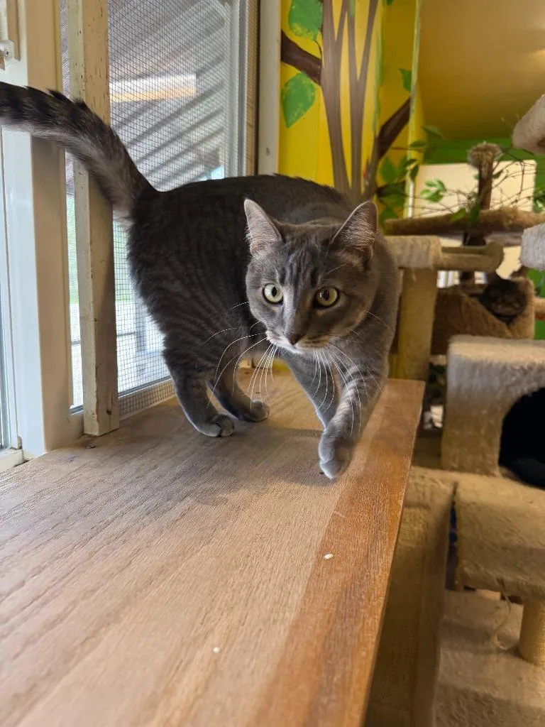 A young medium-sized female Domestic Short Hair cat named Midge for adoption in Thayne, WY